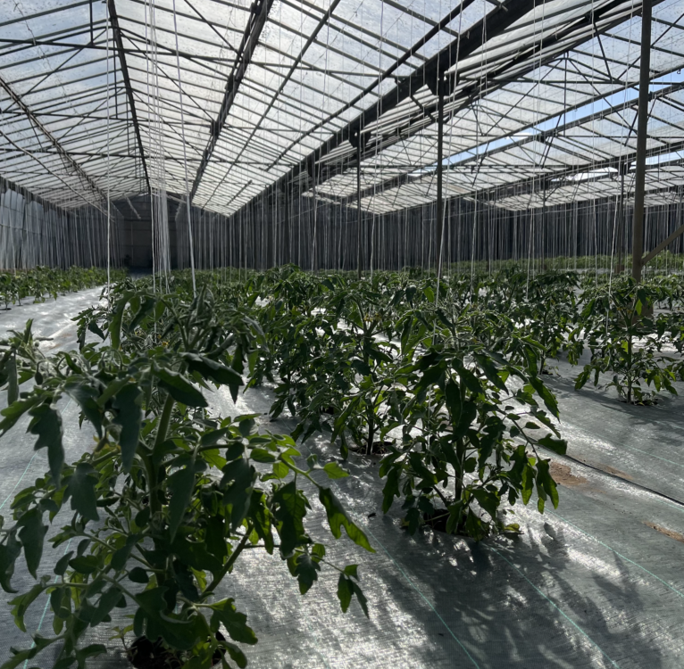 Le r&eacute;veil du potager : les p&eacute;pites de la saison qui s’invitent &agrave; notre table Pont-&agrave;-Mousson