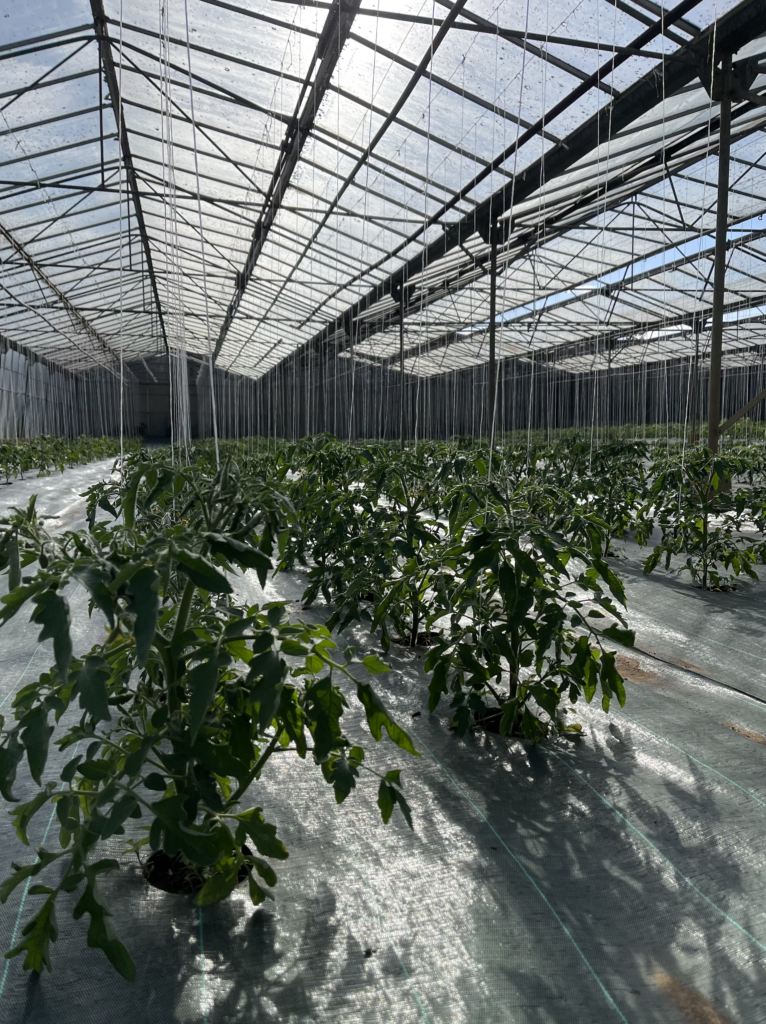 Le r&eacute;veil du potager : les p&eacute;pites de la saison qui s’invitent &agrave; notre table Pont-&agrave;-Mousson